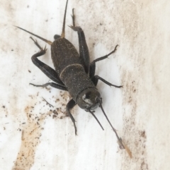 Teleogryllus commodus (Black Field Cricket) at Emu Creek - 25 Jan 2024 by JohnGiacon