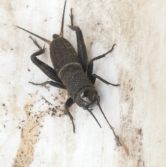 Teleogryllus commodus (Black Field Cricket) at Flea Bog Flat to Emu Creek Corridor - 25 Jan 2024 by JohnGiacon