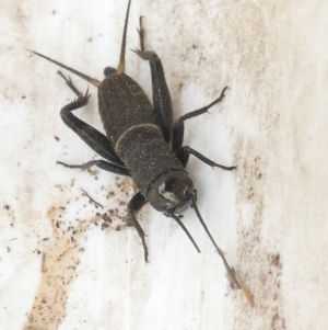 Teleogryllus commodus at Emu Creek - 25 Jan 2024