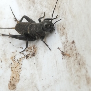 Teleogryllus commodus at Emu Creek - 25 Jan 2024