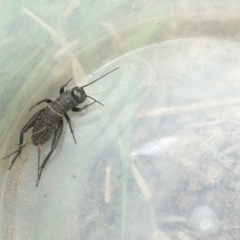 Teleogryllus commodus at Emu Creek - 25 Jan 2024