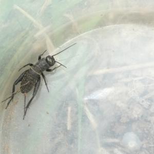 Teleogryllus commodus at Emu Creek - 25 Jan 2024