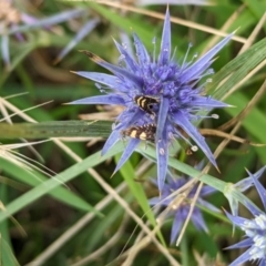 Eryngium ovinum (Blue Devil) at The Pinnacle - 25 Jan 2024 by CattleDog