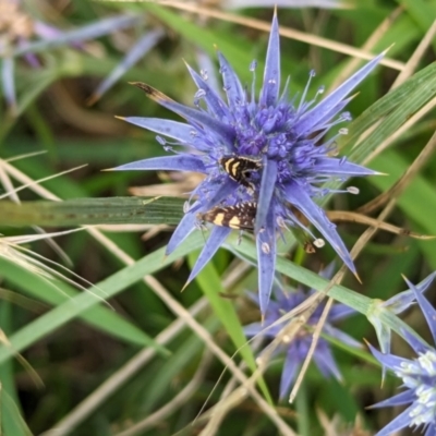 Eryngium ovinum (Blue Devil) at The Pinnacle - 24 Jan 2024 by CattleDog