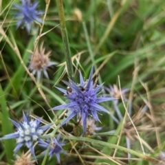 Eryngium ovinum at The Pinnacle - 25 Jan 2024