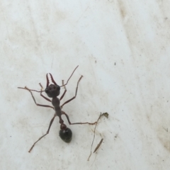 Myrmecia pyriformis (A Bull ant) at Emu Creek Belconnen (ECB) - 25 Jan 2024 by JohnGiacon