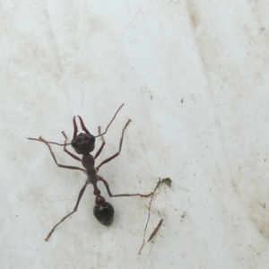 Myrmecia pyriformis at Emu Creek Belconnen (ECB) - 25 Jan 2024