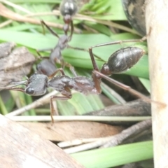 Myrmecia pyriformis at Emu Creek Belconnen (ECB) - 25 Jan 2024