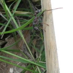 Myrmecia pyriformis at Emu Creek Belconnen (ECB) - 25 Jan 2024