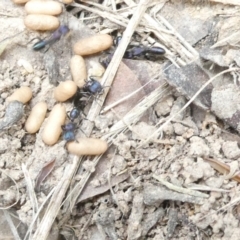 Rhytidoponera metallica (Greenhead ant) at Emu Creek - 25 Jan 2024 by JohnGiacon