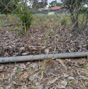 Wahlenbergia multicaulis at Higgins, ACT - 25 Jan 2024