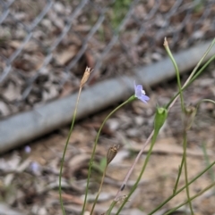 Wahlenbergia multicaulis at Higgins, ACT - 25 Jan 2024 04:01 PM