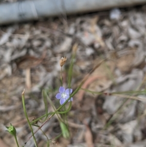 Wahlenbergia multicaulis at Higgins, ACT - 25 Jan 2024 04:01 PM