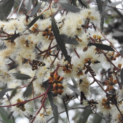 Amata (genus) (Handmaiden Moth) at ANBG - 24 Jan 2024 by HelenCross