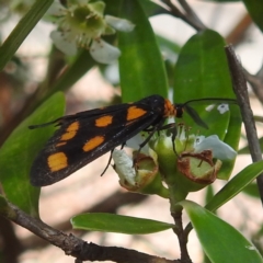 Amata (genus) at ANBG - 23 Jan 2024 02:27 PM