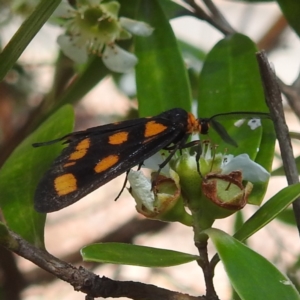 Amata (genus) at ANBG - 23 Jan 2024 02:27 PM