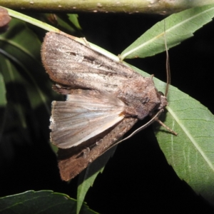 Agrotis infusa at Lions Youth Haven - Westwood Farm A.C.T. - 23 Jan 2024 09:19 PM