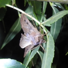 Agrotis infusa at Lions Youth Haven - Westwood Farm A.C.T. - 23 Jan 2024 09:19 PM