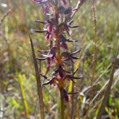 Corunastylis ostrina (Purple Midge Orchid) at QPRC LGA - 24 Jan 2024 by Paul4K