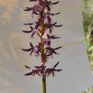 Corunastylis ostrina at Boro - suppressed