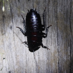 Platyzosteria melanaria at Lions Youth Haven - Westwood Farm A.C.T. - 23 Jan 2024 09:38 PM