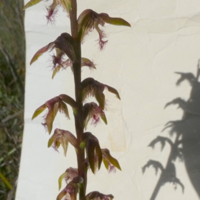 Corunastylis fimbriata (Fringed Midge Orchid) at Boro - 23 Jan 2024 by Paul4K