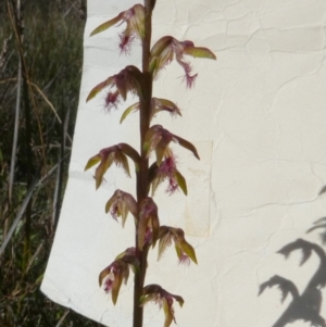 Corunastylis fimbriata at Boro - suppressed