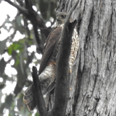 Accipiter cirrocephalus (Collared Sparrowhawk) at Acton, ACT - 23 Jan 2024 by HelenCross