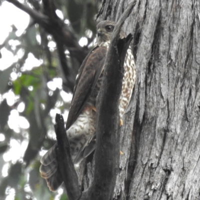 Accipiter cirrocephalus (Collared Sparrowhawk) at ANBG - 23 Jan 2024 by HelenCross