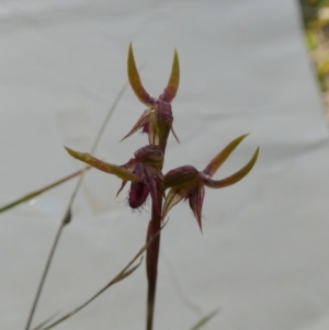 Corunastylis plumosa at QPRC LGA - suppressed