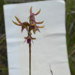 Corunastylis plumosa at QPRC LGA - 24 Jan 2024