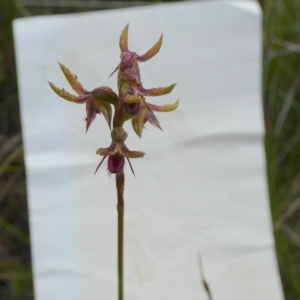 Corunastylis plumosa at QPRC LGA - suppressed