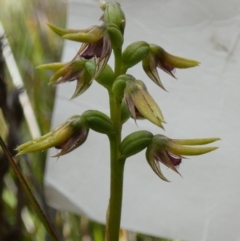 Corunastylis oligantha (Mongarlowe Midge Orchid) at Boro - 23 Jan 2024 by Paul4K