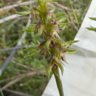 Corunastylis cornuta (Horned Midge Orchid) at Boro - 24 Jan 2024 by Paul4K