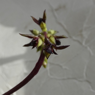 Corunastylis clivicola (Rufous midge orchid) at Boro - 23 Jan 2024 by Paul4K