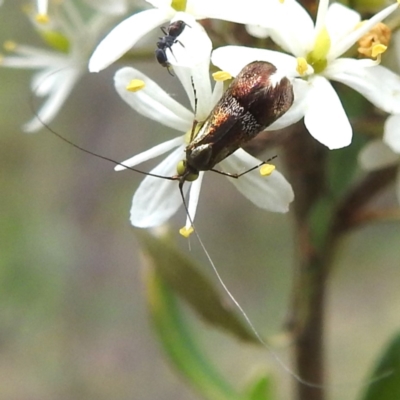 Nemophora sparsella (An Adelid Moth) at Kambah, ACT - 25 Jan 2024 by HelenCross