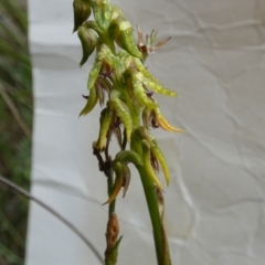 Corunastylis cornuta (Horned Midge Orchid) at Boro - 23 Jan 2024 by Paul4K