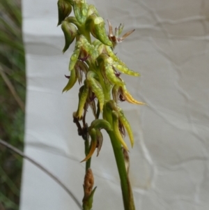 Corunastylis cornuta at Boro - 24 Jan 2024