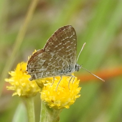Theclinesthes serpentata (Saltbush Blue) at Lions Youth Haven - Westwood Farm A.C.T. - 25 Jan 2024 by HelenCross