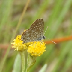 Theclinesthes serpentata at Lions Youth Haven - Westwood Farm A.C.T. - 25 Jan 2024