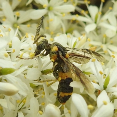 Pterygophorus cinctus (Bottlebrush sawfly) at Kambah, ACT - 25 Jan 2024 by HelenCross