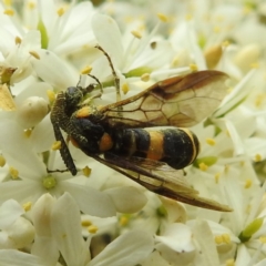 Pterygophorus cinctus at Lions Youth Haven - Westwood Farm A.C.T. - 25 Jan 2024