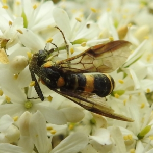 Pterygophorus cinctus at Lions Youth Haven - Westwood Farm A.C.T. - 25 Jan 2024 02:30 PM