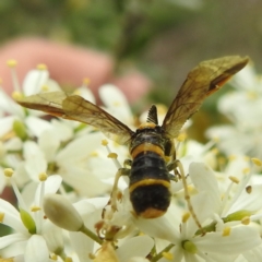 Pterygophorus cinctus at Lions Youth Haven - Westwood Farm A.C.T. - 25 Jan 2024 02:30 PM