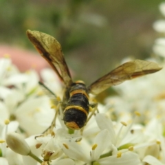 Pterygophorus cinctus at Lions Youth Haven - Westwood Farm A.C.T. - 25 Jan 2024