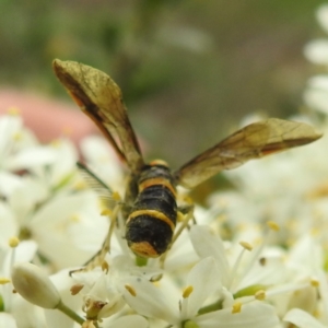 Pterygophorus cinctus at Lions Youth Haven - Westwood Farm A.C.T. - 25 Jan 2024 02:30 PM