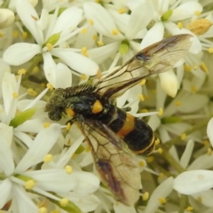 Pterygophorus cinctus at Lions Youth Haven - Westwood Farm A.C.T. - 25 Jan 2024