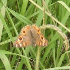 Junonia villida (Meadow Argus) at Black Street Grasslands to Stirling Ridge - 25 Jan 2024 by MichaelMulvaney