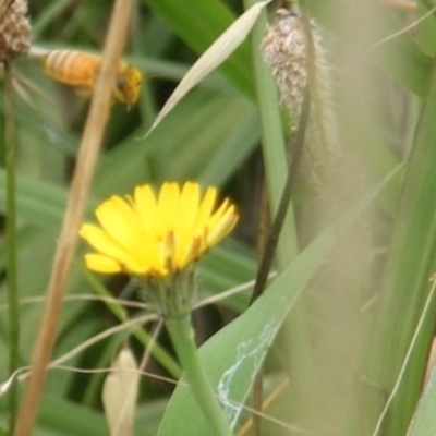 Apis mellifera (European honey bee) at Black Street Grasslands to Stirling Ridge - 25 Jan 2024 by MichaelMulvaney