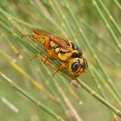 Xyloperga lalage (A perginae sawfly) at Lions Youth Haven - Westwood Farm A.C.T. - 25 Jan 2024 by HelenCross